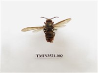 藏品(黃腳虎頭蜂)的圖片